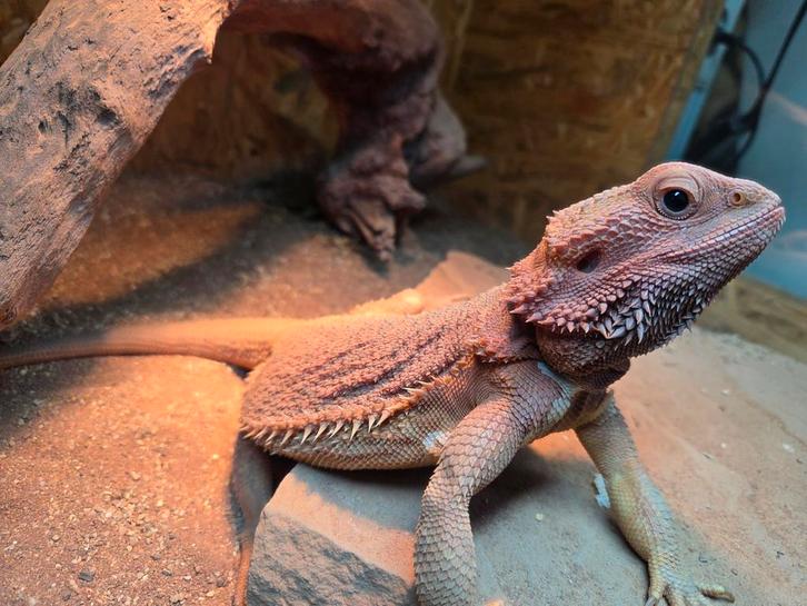 Baardagaam red citrus Bearded Dragon - female for sale from Bram Van de Groep
