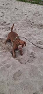 Gezocht nieuw huisje voor net 3 geworden patterdale terrier, Dieren en Toebehoren, Parvo, Eén hond, 3 tot 5 jaar, Nederland