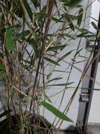 Bamboe F. ‘Nitida Black Pearl’  Wintergroen & Niet Woekerend, Vaste plant, Bloeit niet, Halfschaduw, Ophalen