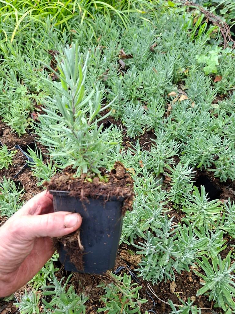 Lavendula munstead, Tuin en Terras, Overige soorten, Volle zon, Vaste plant, Ophalen of Verzenden
