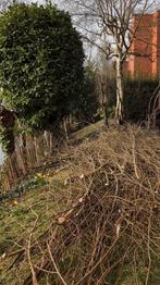 Gratis wilgentakken, Ophalen, Volle zon, Overige soorten