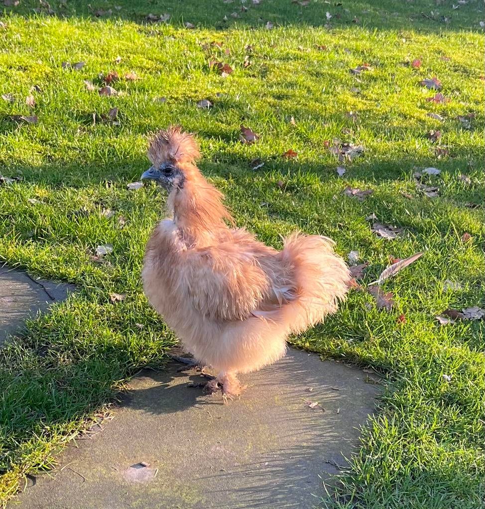 Zielige zijdehoender, Dieren en Toebehoren, Vrouwelijk, Kip