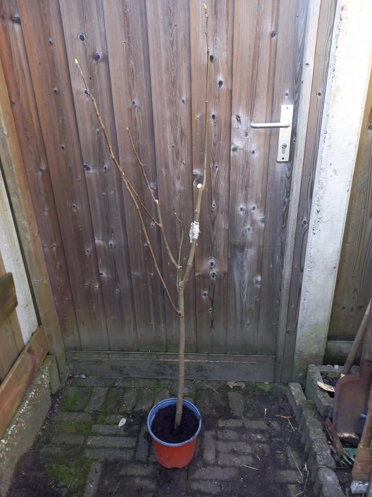 vijgeboom  - Klaar om te planten, Tuin en Terras, Planten | Tuinplanten, Ophalen, Overige soorten, Volle zon