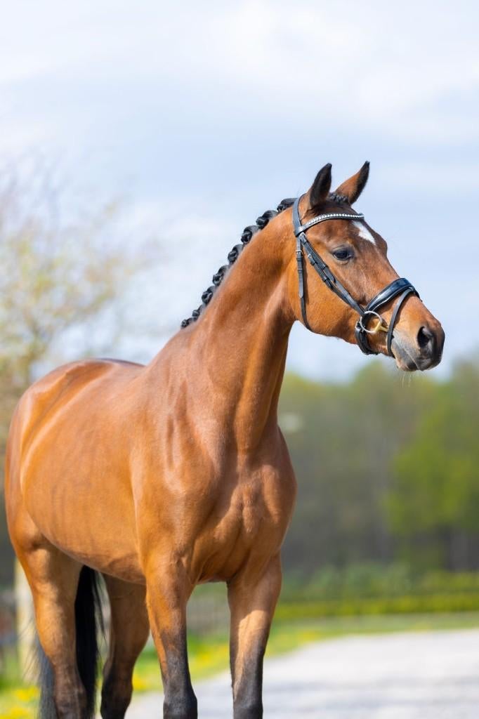 Veelbelovende dressuurtopper  en knappe eventer, Dieren en Toebehoren, Paarden, Merrie, Springpaard, 3 tot 6 jaar, 160 tot 165 cm