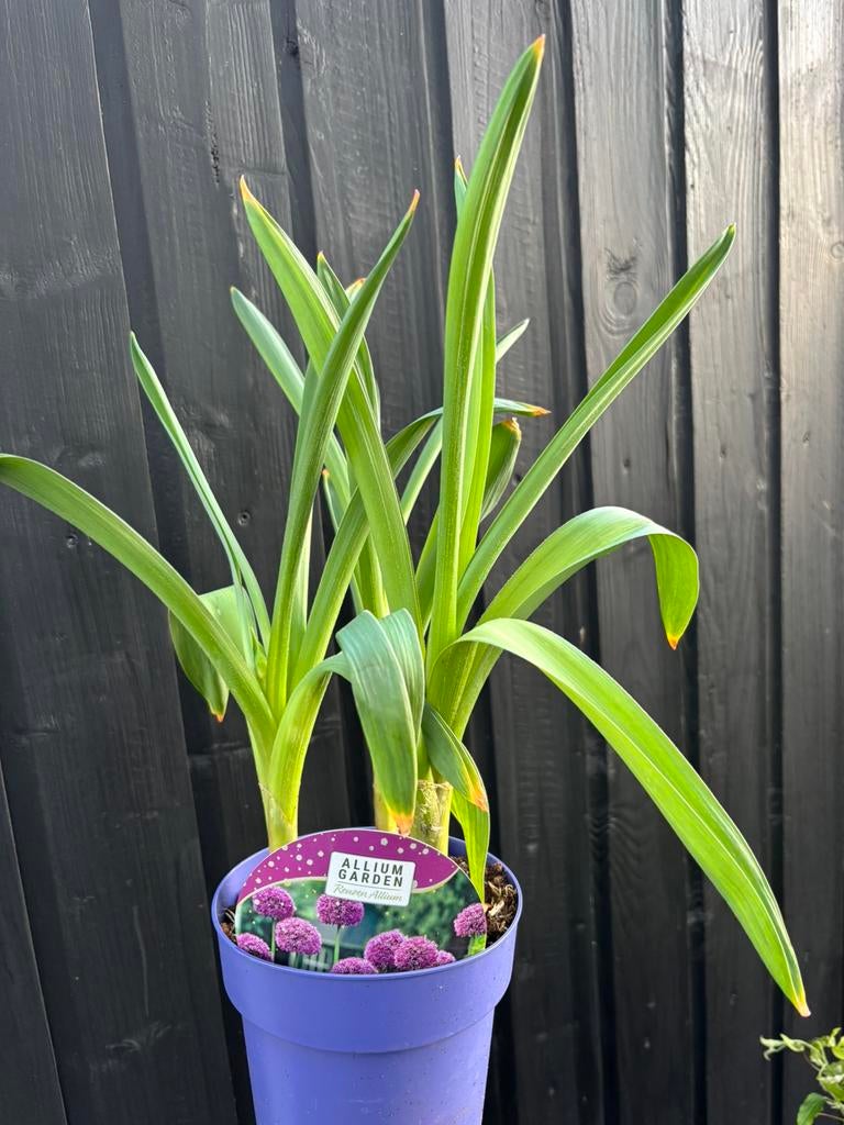 Allium / sierui, Ophalen, Bloembol