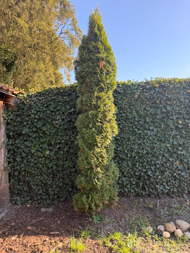 Thuja occidentalis, Tuin en Terras, Planten | Bomen, Ophalen, Bloeit niet, Halfschaduw, Overige soorten