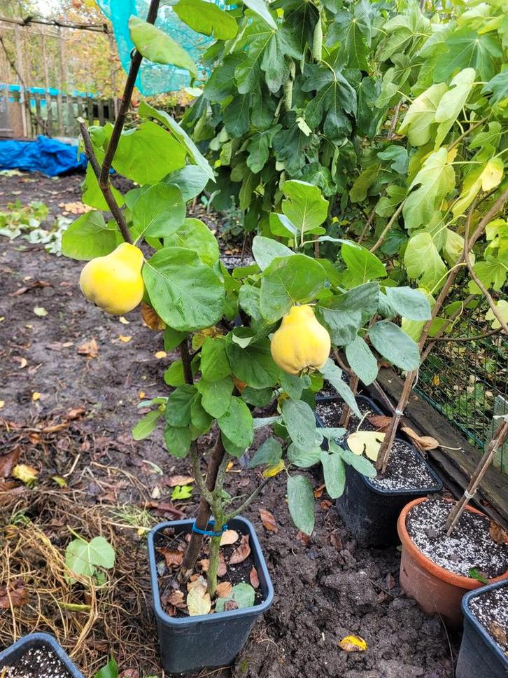 Kweepeer boom, Tuin en Terras, Planten | Fruitbomen, Appelboom, Lente, Ophalen of Verzenden