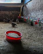 TK 5 europese patrijs hanen, Mannelijk, Overige soorten