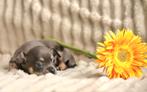 🩵 Lief Chihuahua reutje pup puppy mag nestje verlaten 🩵, Reu, 8 tot 15 weken, Parvo, Meerdere