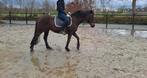 Merrie D pony, Dieren en Toebehoren, Paarden, Minder dan 160 cm, B, 11 jaar of ouder, Recreatiepaard
