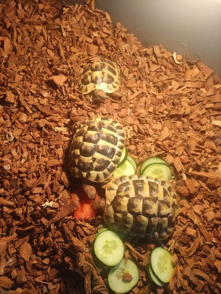 3 prachtige schildpadden, Schildpad, Met terrarium, 3 tot 6 jaar