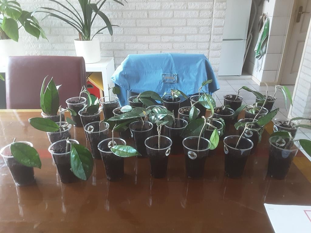 Op potgrond gewortelde Hoya stekken , opgepot (wasbloem), Huis en Inrichting, Kamerplanten, Overige soorten, In pot, Minder dan 100 cm