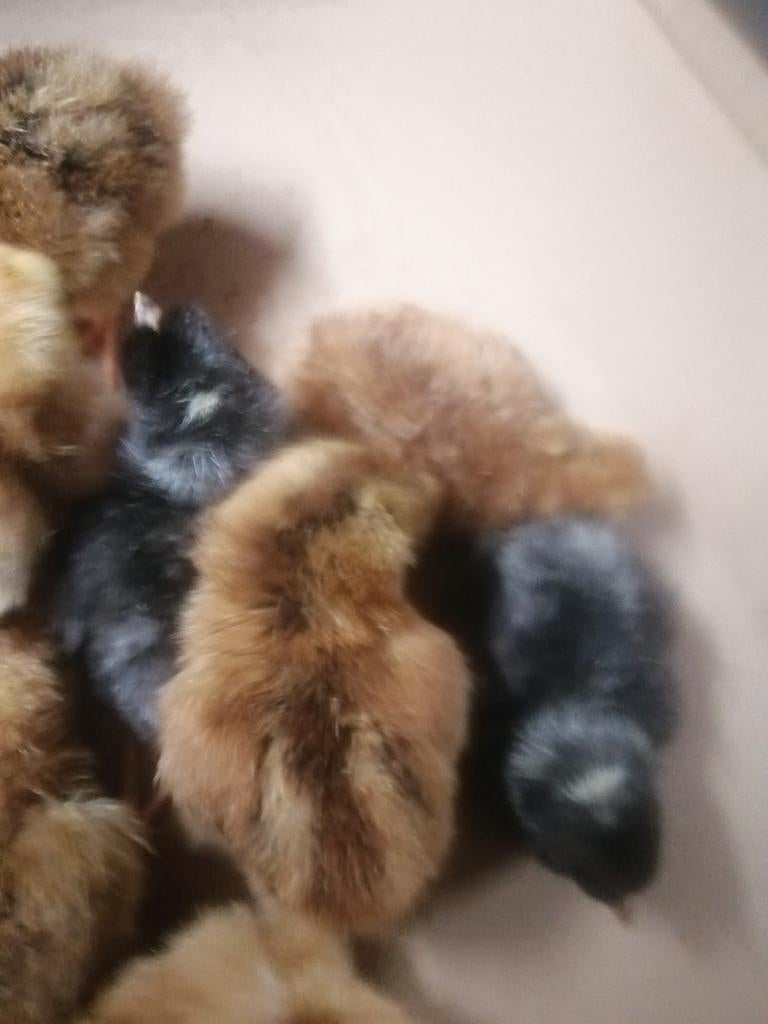 Kuikens red island, Geslacht onbekend, Kip