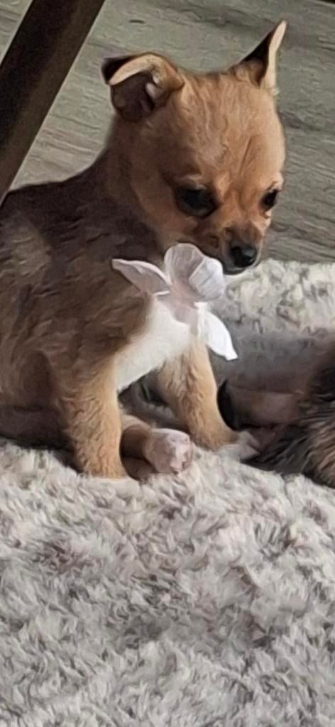 Speelse pomchi chihuahua pup puppy 💗💗, Dieren en Toebehoren, Teef, Meerdere, Chihuahua, Nederland