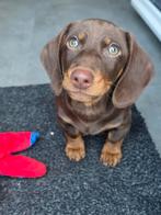 Dwergteckel (kortharig) super lief reutje dwerg teckel, Reu, 8 tot 15 weken, Korthaar, Dwerg