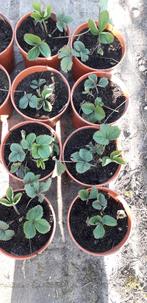 Biologisch geteelde aardbeienplanten, Tuin en Terras, Planten | Tuinplanten, Ophalen, Eenjarig, Groenteplanten, Volle zon