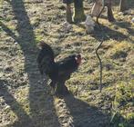 Gratis kraaikop krielhaantje, Dieren en Toebehoren, Mannelijk, Kip