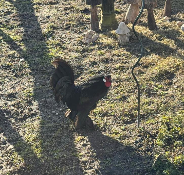 Gratis kraaikop krielhaantje, Dieren en Toebehoren, Pluimvee, Kip, Mannelijk