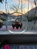 Opgezette vleermuis taxidermie opgezette dieren in hars, Verzamelen, Dierenverzamelingen, Ophalen of Verzenden, Nieuw, Vogel, Opgezet dier