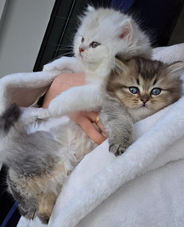 Britse langhaar, Dieren en Toebehoren, Katten en Kittens | Raskatten | Langhaar, Meerdere dieren, 0 tot 2 jaar, Gechipt, Ontwormd