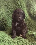 tekoop minie Australië labradoodle, HCC (leverziekte), Overige rassen, 8 tot 15 weken, Meerdere