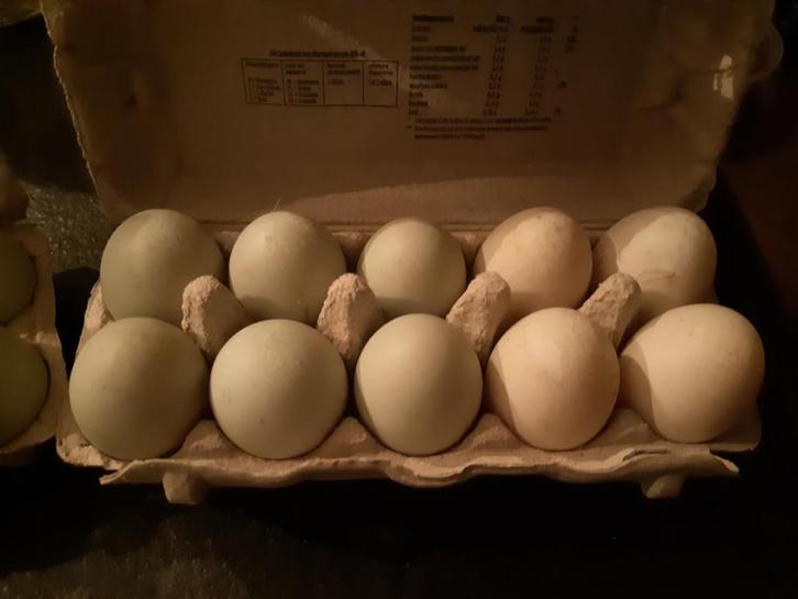 Bevruchte eenden eieren, Dieren en Toebehoren, Pluimvee | Toebehoren, Nieuw, Overige typen, Ophalen