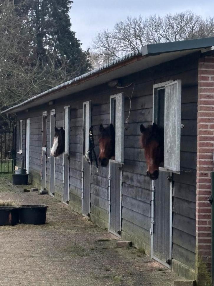 Stalling (zelfvoorziening) aangeboden Mastbos, Dieren en Toebehoren, Stalling en Weidegang, Stalling, Weidegang, 1 paard of pony