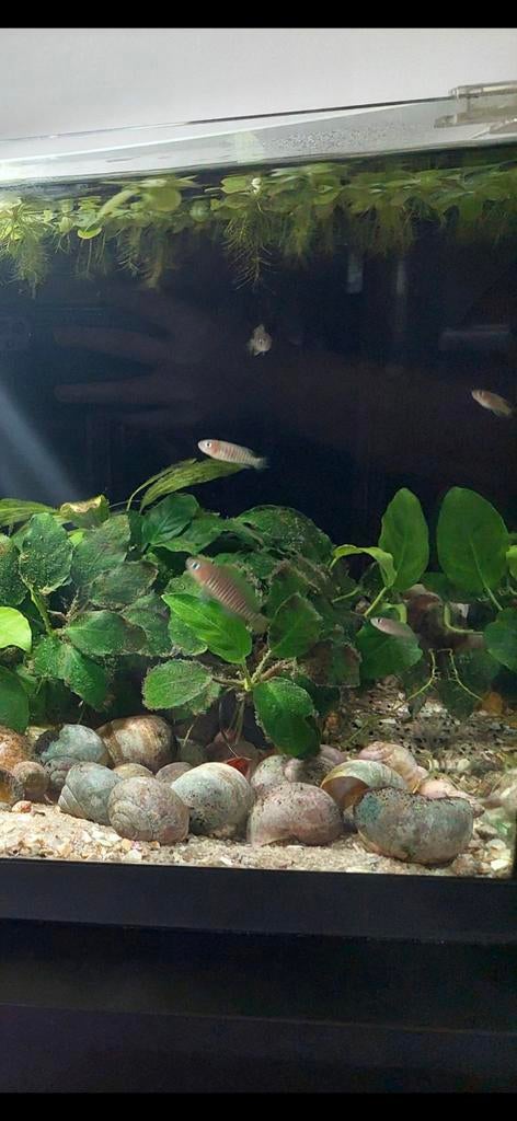 Neolamprologus multifasciatus (slakenhuiscichliden 5 stuks), Vis, Zoetwatervis