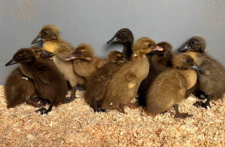 Jonge Indische Loopeend pulletjes, vrouwlijk gesekst, Dieren en Toebehoren, Pluimvee, Eend, Vrouwelijk