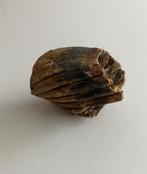 Fossiel mammoet kiesje, Ophalen, Fossiel