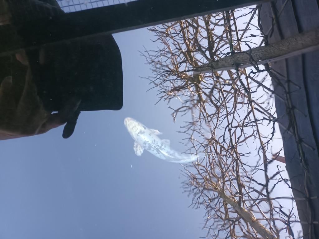 Mooie gezonde Bekko koikarper 40 cm., Karper of Koi