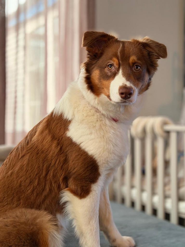 Australian Shepherd, Dieren en Toebehoren, Honden | Herdershonden en Veedrijvers, Overige rassen, 1 tot 2 jaar, Teef, Parvo