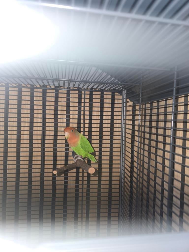 Argaponis met kooi, Dieren en Toebehoren, Vogels | Parkieten en Papegaaien, Parkiet