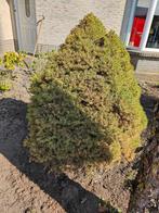 Plant gratis, Ophalen, Volle zon, Overige soorten, Minder dan 100 cm