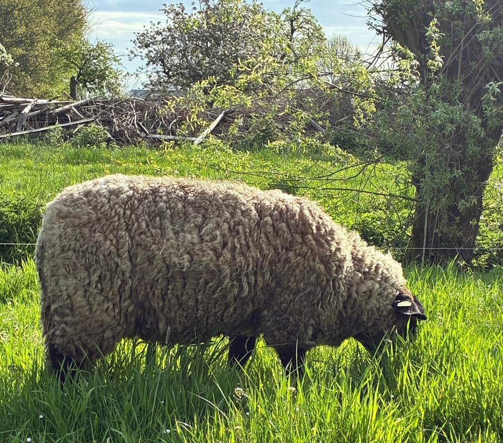 Suffolk ram, Mannelijk, Schaap, 0 tot 2 jaar