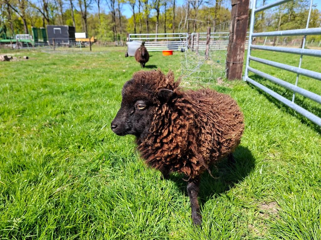 Ouessant ooi zorgschaap, Dieren en Toebehoren, Schapen, Geiten en Varkens, Schaap, Vrouwelijk, 0 tot 2 jaar