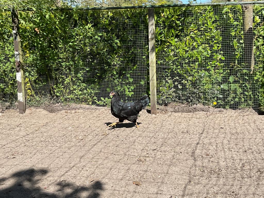 Leghorn legkippen, Dieren en Toebehoren, Vrouwelijk, Kip
