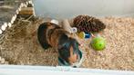 Gezonde cavia beer te koop., Cavia, Februari, Mannelijk, Tam