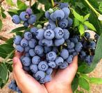 Mooie grote Blauwe bessenstruik in grote potten!, Ophalen, Minder dan 100 cm, Lente, Overige soorten