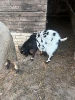 Geiten bok, Mannelijk, Geit