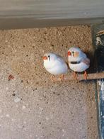 Mooi koppel zebravinken, Meerdere dieren