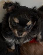 1 teefje/2 reutjes beschikbaar en mogen al verhuizen, Dieren en Toebehoren, Overige rassen, 8 tot 15 weken, Parvo, Meerdere