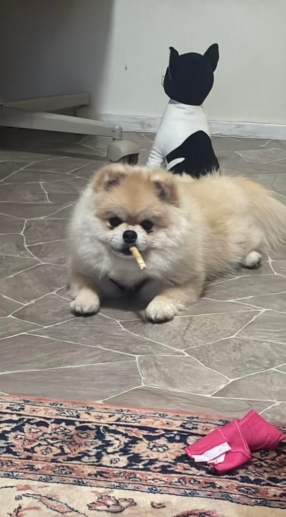 Te koop, 1 tot 2 jaar, Parvo, Eén hond, Nederland