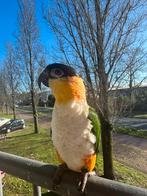 Tamme Zwartkop Caique, Dieren en Toebehoren, Mannelijk, Papegaai, Pratend