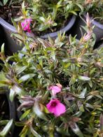 Phlox Subulata - Kruipvlambloem voor tuin en balkon, Ophalen, Bodembedekkers, Volle zon, Vaste plant