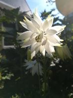 Akelei Wit zaden, Aquilegia, Verzenden, Volle zon