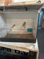 Barm sijs man, Ophalen of Verzenden, Zo goed als nieuw, Metaal, Vogelkooi