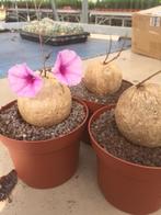 Caudex plant Merremia Holubii herkomst Malawi. Potmaat 15 cm, Overige soorten, Ophalen of Verzenden, In pot, Minder dan 100 cm