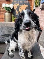 Ontzettende lieve Springer Spaniël, Dieren en Toebehoren, Reu, 1 tot 2 jaar, Parvo, Eén hond