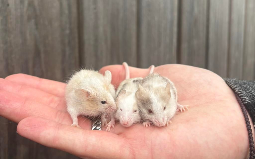 Verschillende kleurmuizen (vrouwtjes), Dieren en Toebehoren, Knaagdieren, Februari, Muis, Vrouwelijk, Tam